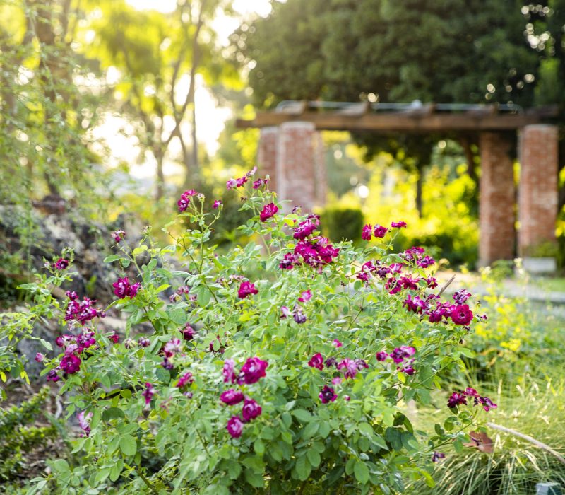 Kimbery-Crest-Gardens-Flowers